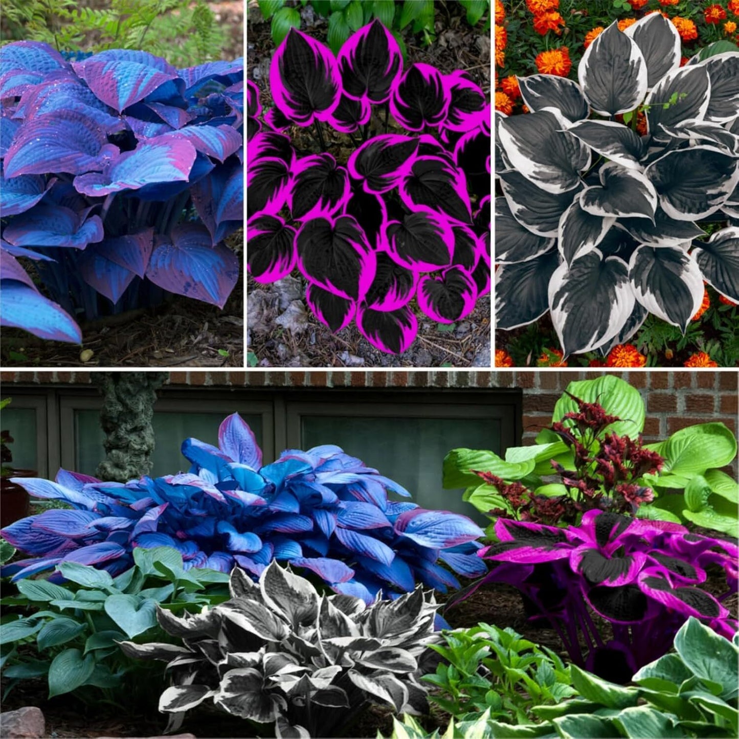 200Pcs, Mixed Hosta Seeds for Planting Hosta Plant Seeds Moderate Drought