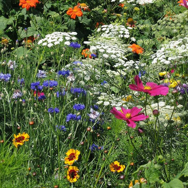 Wildflower Mix DROUGHT RESISTANT Dry Soil Garden Pollinator Flowers 1000+ Seeds!