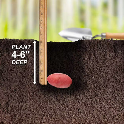 Red Norland Seed Potatoes for Planting (5 Lbs. Bag)