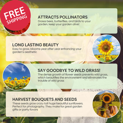 Sunflower Seeds for Planting, 15+ Varieties, 1 Oz, 300+ Mixed Seeds to Plant Col