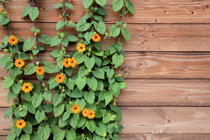 30 BLACK EYED SUSAN VINE Thunbergia Alata Flower Seeds *Flat S/H