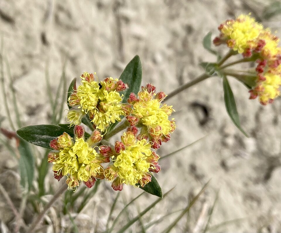 Eriogonum flavum Seeds – Golden Wild Buckwheat Wildflower, 50 Non-GMO Perennial Seeds, Native Pollinator Garden Plant