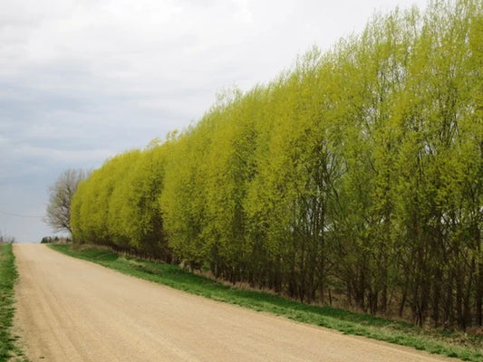 25 Austree Hybrid Willow Cuttings – Salix matsudana × alba Live Stems – Fast-Growing Trees for Privacy Hedges, Windbreaks & Landscaping