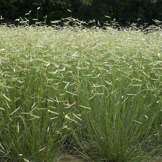 Bouteloua gracilis Seeds – Blue Grama Grass, Drought-Tolerant Native Prairie Grass (100 Seeds)