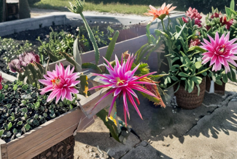 Dragon Fruit Bruni Pitaya Live Cutting 8–10 Inch – Hylocereus Cactus Cutting for Propagation and Garden Growing