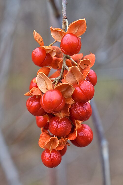 30 Celastrus scandens Seeds | American Bittersweet | Native Climbing Vine | Ornamental Berry & Wildlife Plant