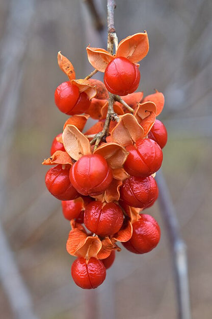 30 Celastrus scandens Seeds | American Bittersweet | Native Climbing Vine | Ornamental Berry & Wildlife Plant