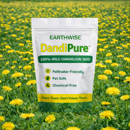 DandiPure™ – Wild Dandelion Seed | Pollinator-Friendly, Edible, Chemical-Free Lawn