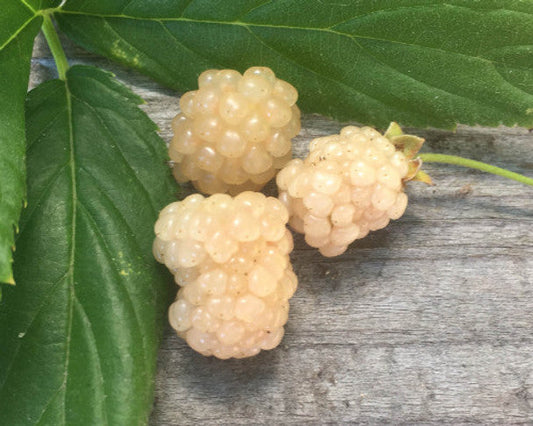 Snowbank White Blackberry Plant | Rubus | Live Bare Root Starter | Rare White Berry for Garden, Patio, or Home Orchard | 1 Count