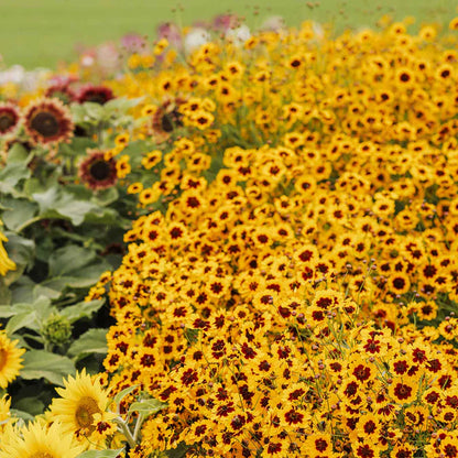 Western Wonders Native Wildflower Mix