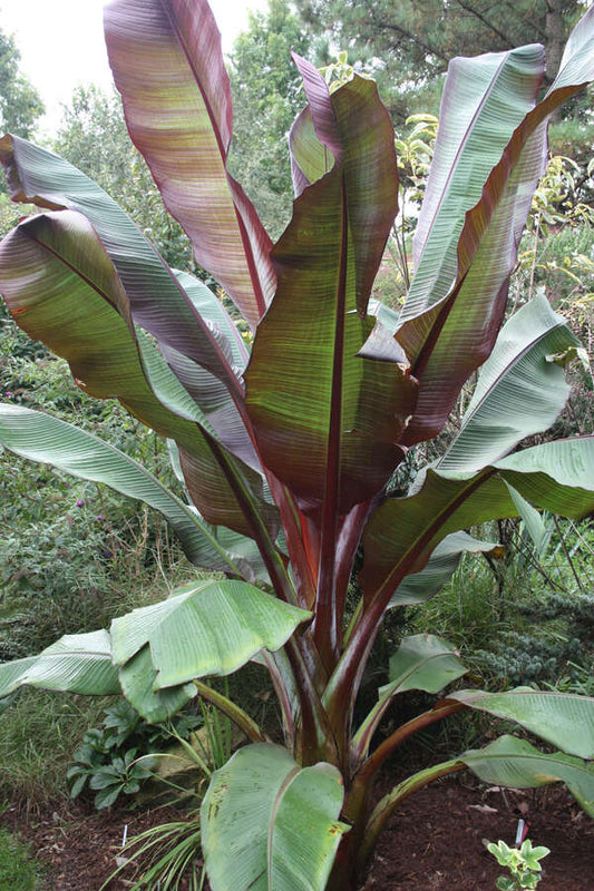 Ensete maurelii – Red Abyssinian Banana Plant – Cold Hardy Tropical Banana – Live Ornamental Banana Tree – Fast Growing Foliage