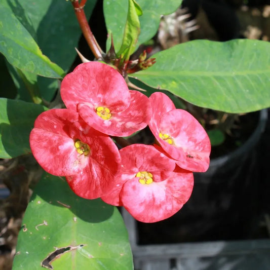 Coral Pink Crown of Thorns Cutting (1 Large Bloom) | Euphorbia milii Succulent Plant | Drought-Tolerant, Easy Care, Outdoor & Indoor