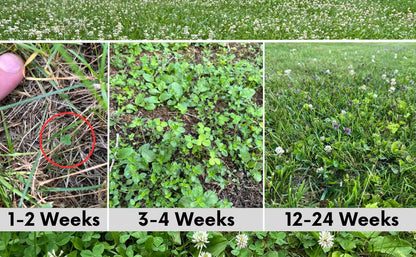 Bee Lawn Seed Kit - Easy Spread Shaker