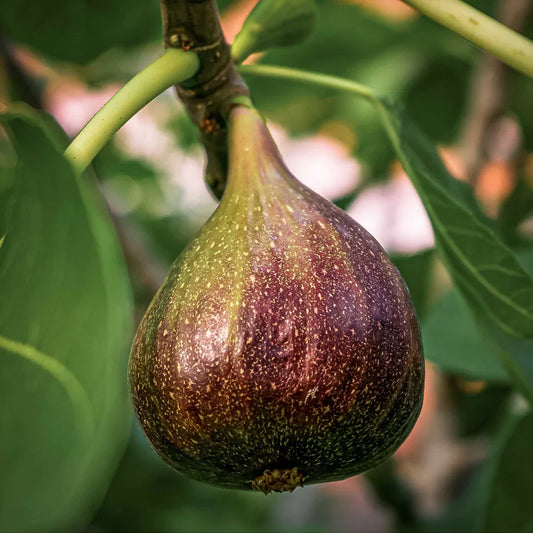 Brown Turkey Fig Cuttings (Ficus carica) - 5 Unrooted 6-8" | Productive & Hardy Sweet Fig | Easy to Grow Fruit Tree for Propagation