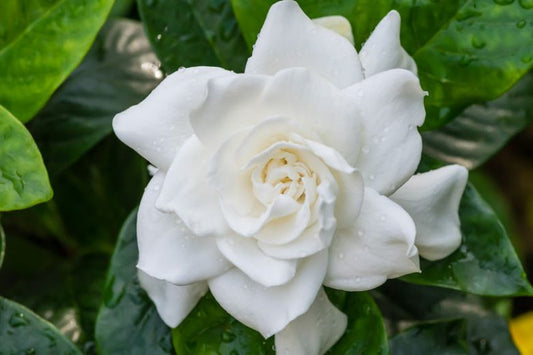 8 Gardenia Cuttings | Gardenia jasminoides | Unrooted Stems for Fragrant White Flowers | Shrub Borders, Pots, or Landscaping