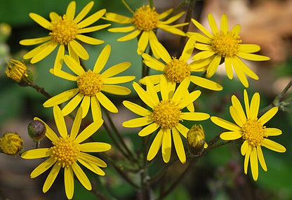 100 Packera aurea Seeds | Golden Ragwort | Native Perennial Wildflower | Early Spring Pollinator & Meadow Plant