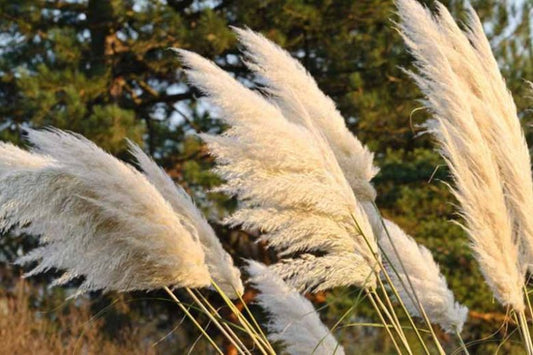 White Pampas Grass (3 Plugs) – Cortaderia selloana – Ornamental Grass with Tall Plumes – Fast Growing Drought Tolerant Landscaping Plant