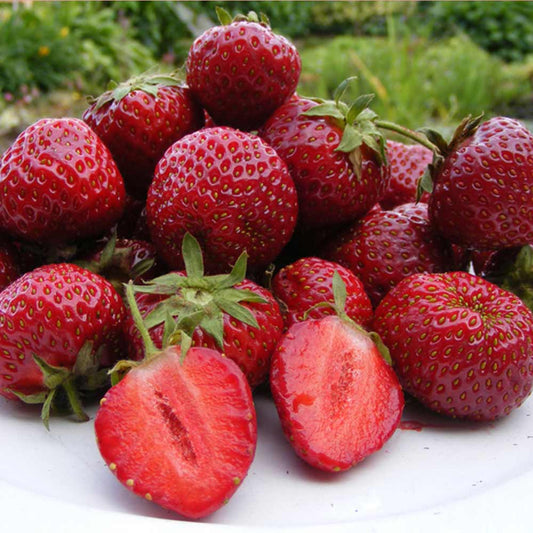 Honeoye Strawberry Plants (10 Bare Root) – June-Bearing Variety – High-Yield, Sweet-Tart Berries – Cold Hardy Garden Fruit Starter