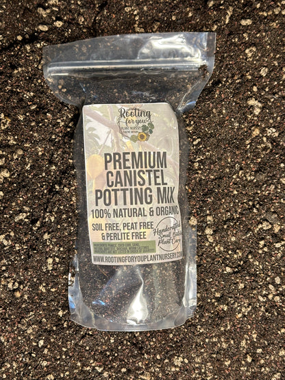 Canistel Eggfruit Premium Potting Mix