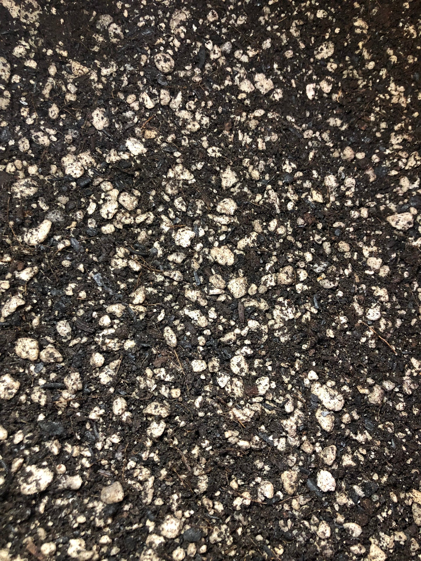 PEPEROMIA Premium Potting Mix