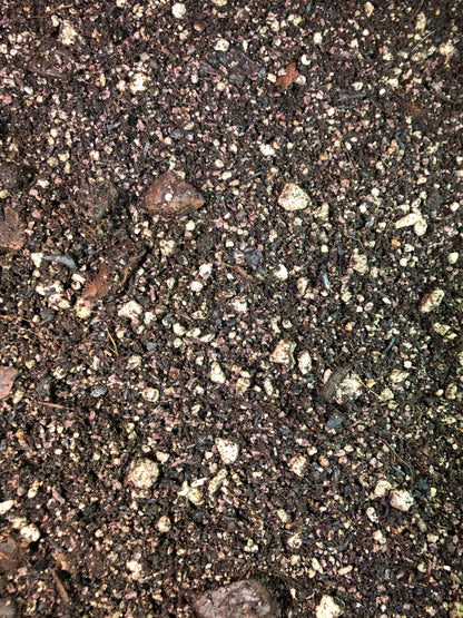 Schefflera Premium Potting Mix