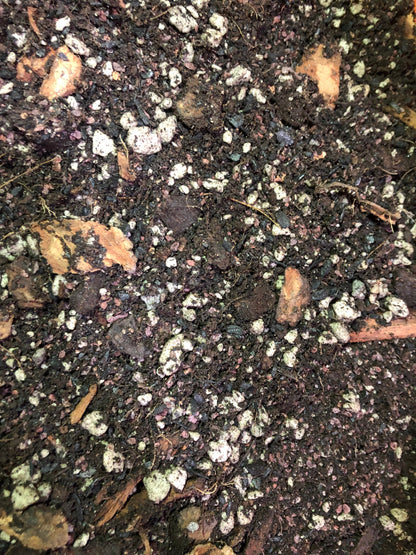 Citrus Tree Premium Potting Mix