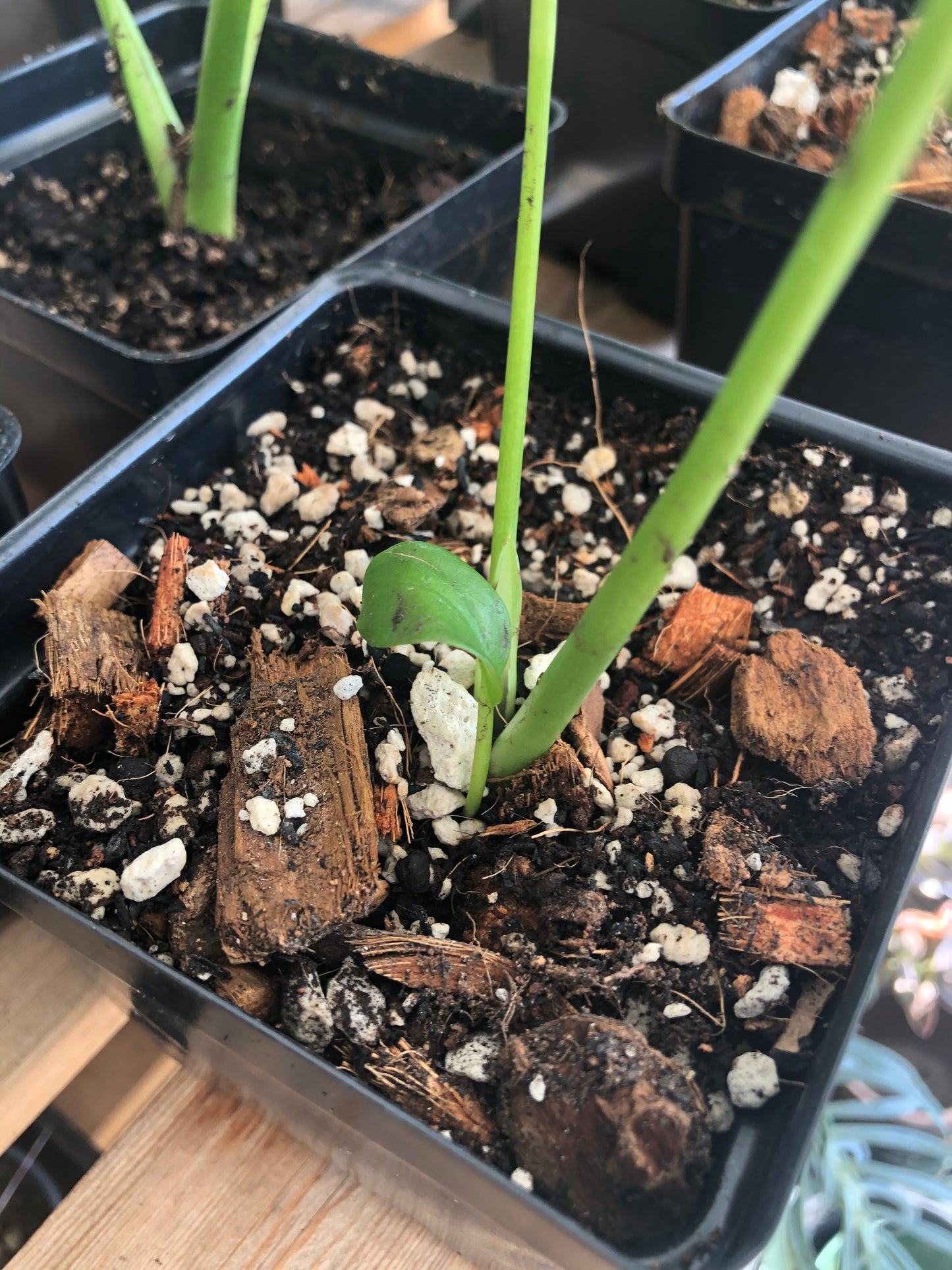 Monstera Premium Potting Mix