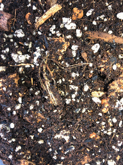 Philodendron Premium Potting Mix