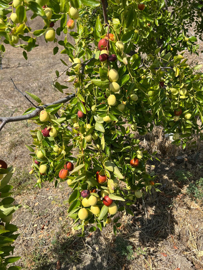 Jujube Tree Cuttings Unrooted 5pcs | Chinese Date | Ziziphus jujuba | Live Fruit Tree Cuttings for Planting | Edible Hardy Tree