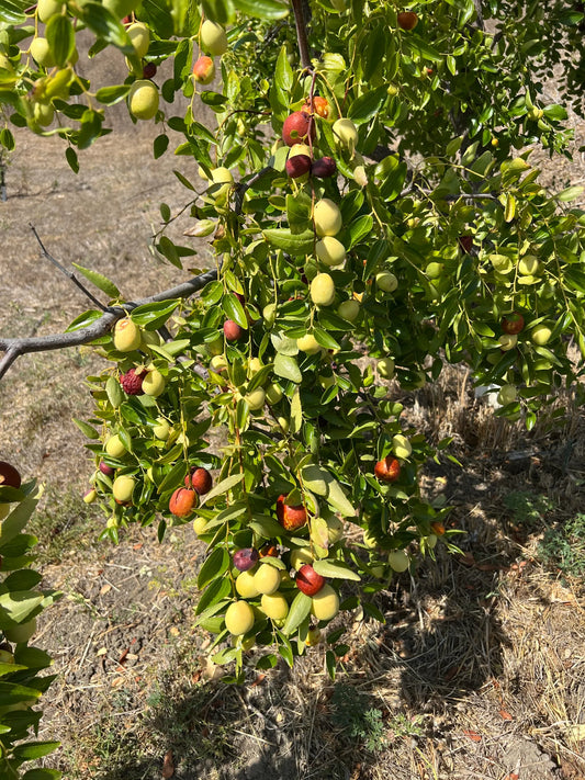 Jujube Tree Cuttings Unrooted 5pcs | Chinese Date | Ziziphus jujuba | Live Fruit Tree Cuttings for Planting | Edible Hardy Tree