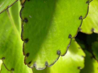 Kalanchoe pinnata Live Plant – Leaf of Life, Miracle Leaf, Wonder of the World – 2" Organic Starter for Healing & Indoor Garden