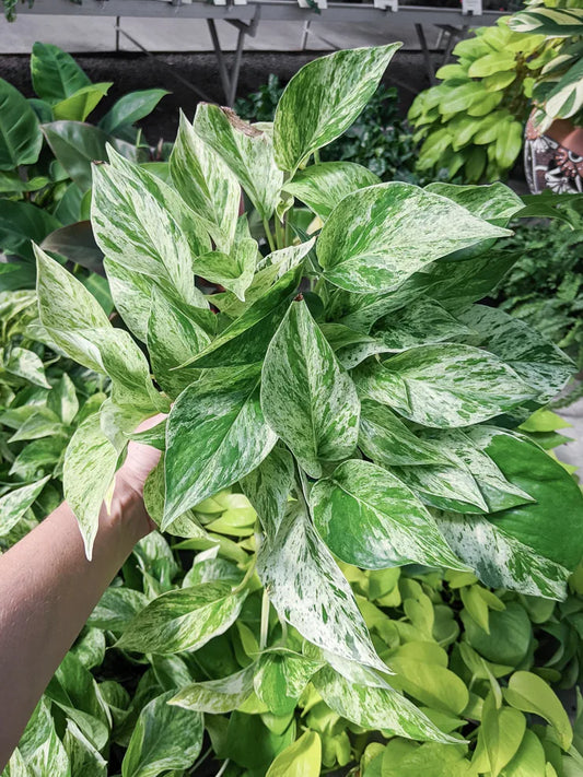 Marble Queen Pothos Rooted Cutting – Live Houseplant Cutting | Variegated Epipremnum Aureum | Easy-Care Indoor Plant