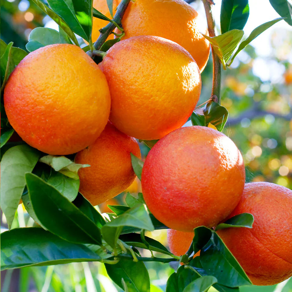 Blood Orange Cuttings (Citrus sinensis) 6–8 Inch Unrooted – For Rooting or Grafting, Organic Red-Flesh Citrus Scion