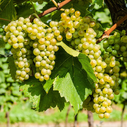 10 Niagara Grapevine Cuttings | Live Unrooted Vitis labrusca | 6–8" Fresh Hardwood Cuttings | Sweet White Grapes | Easy to Grow