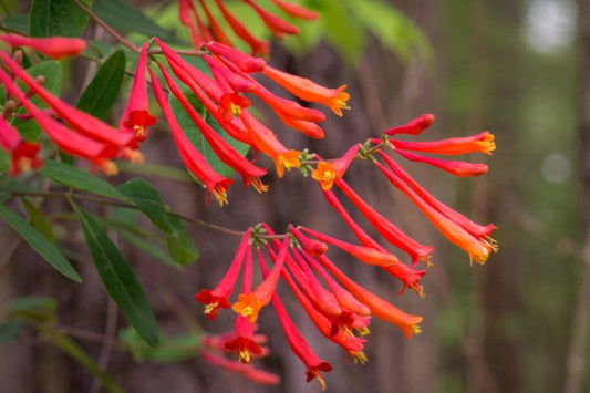 Lonicera sempervirens ‘Honey Coral’ | Native Coral Honeysuckle Vine | 1 Live Starter Plant | Hummingbird Magnet | Non-Invasive