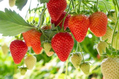 Ozark Beauty Strawberry Plants (10 Bare Root) – Everbearing Variety – Sweet & Juicy Berries – Hardy, Productive Garden Fruit