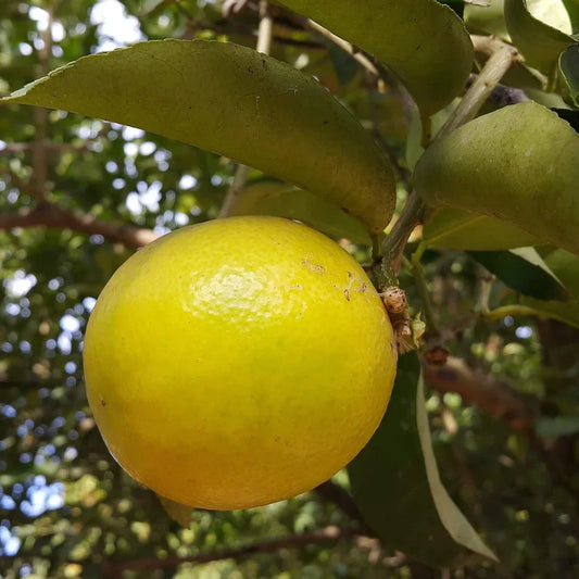 Palestine Sweet Lemon Cuttings (Citrus limetta) 6–8 Inch Unrooted – For Rooting or Grafting, Mild & Sweet Organic Citrus