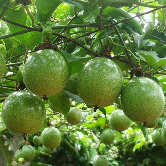 Yellow Passion Fruit Live Plant | Passiflora edulis f. flavicarpa | 1 Starter Vine | Sweet Tropical Fruit | Fast-Growing Climber
