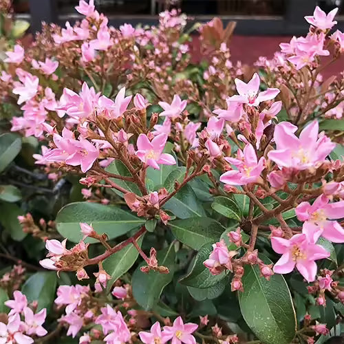 7 Indian Hawthorn ‘Pink Dancer’ Cuttings – Rhaphiolepis indica 6" Live Stems – Flowering Shrub Starter for Hedges, Borders & Landscaping