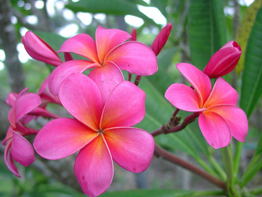 Pink Plumeria Cutting | 1 Fresh 10" Double Head Unrooted Starter | Fragrant Tropical Flower Tree