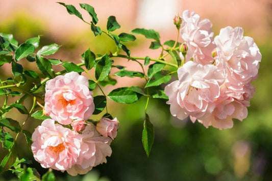 Pink Climbing Rose Cutting | Unrooted Garden Rose 5–8" | Fragrant Pink Blooms | Heirloom Climber for Trellis, Arches, Landscaping