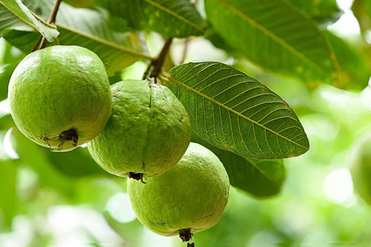 3 Guava Tree Cuttings | Psidium guajava | 4–5" Unrooted Wood for Grafting or Rooting | Tropical Fruit Tree Starter | Easy Propagation
