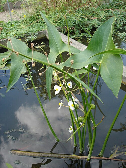 500 Sagittaria latifolia Seeds | Common Arrowhead | Native Aquatic Wildflower for Ponds, Wetlands & Pollinator Habitats
