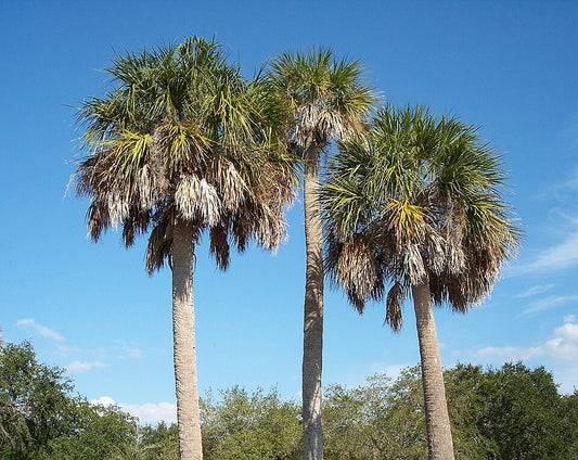 Sabal palmetto Seeds – Cabbage Palm, Palmetto Palm, Blue Palmetto, Carolina Palmetto (5 Seeds)