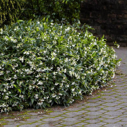 Star Jasmine Plant (Trachelospermum jasminoides) | Fragrant Flowering Vine | Evergreen Climber | 1 Rooted Stem Live Plant