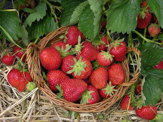 Sparkle Strawberry Plants (25 Bare Root) – June-Bearing Variety – Classic Sweet Flavor – Cold Hardy, Vigorous Garden Fruit Starter