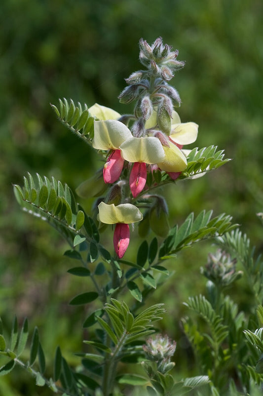 Tephrosia virginiana Seeds – Goat’s Rue Wildflower, 10 Non-GMO Perennial Seeds, Native Legume for Pollinator Gardens