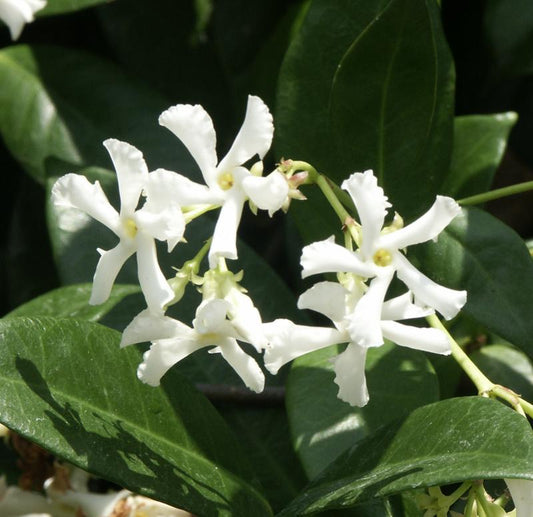Organic Live Star Jasmine (Trachelospermum jasminoides) Unrooted Cuttings – Fragrant Confederate Jasmine Vine