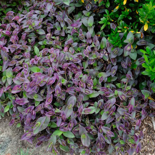 Tradescantia ‘Pale Puma’ – 5 Unrooted Fuzzy Plant Cuttings | Soft Variegated Houseplant | Easy to Root Indoor Starter Plant