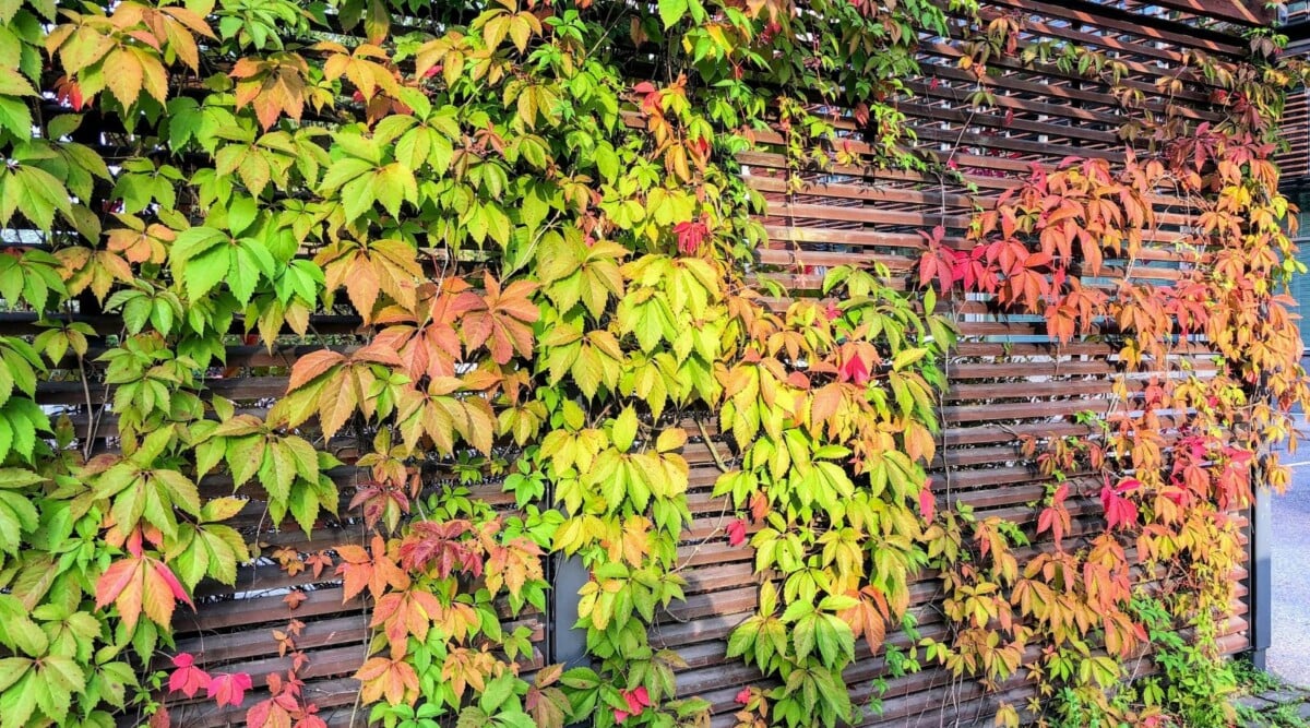 Virginia Creeper Live Rooted Cuttings – 5–8" Hardy Perennial Vine, Fast Wall/Fence Cover, Parthenocissus quinquefolia Plant